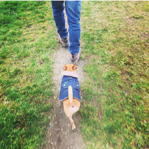 Sammy + Stone Raw Denim Dog Jacket - Downtown Betty
